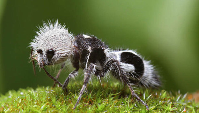 mrav-panda